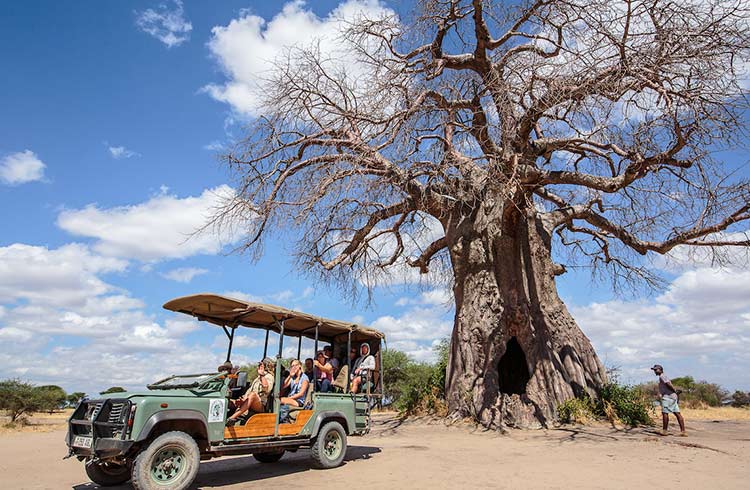 safari-tanzanie-baobab.jpg 11