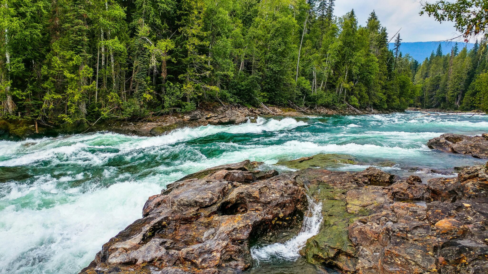 A vibrant river flows through a lush green forest, showcasing nature's beauty.